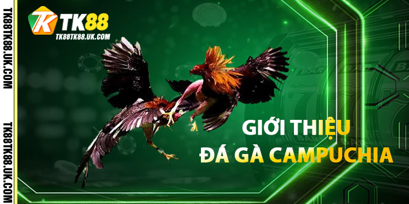 Giới Thiệu Đá Gà Campuchia